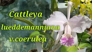 Cattleya lueddemanniana vcoerulea Первое домашнее цветение [upl. by Nyletac]