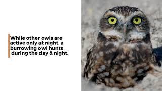 Burrowing Owl Fun Facts [upl. by Airod]