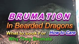 Brumation in Bearded Dragons  What Why and How [upl. by Ybbed429]