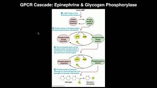 Biosignaling  Gproteincoupled Receptors cAMP amp Adenylate Cyclase [upl. by Georgianna]