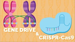 Population Engineering  Gene Drive by CRISPRCAS9 [upl. by Sirromad]