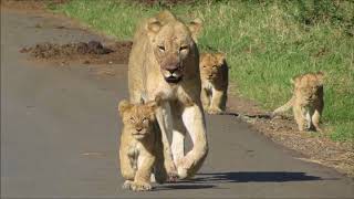 Lioness with cubs [upl. by Enyrehtac]