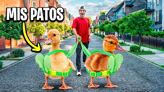 MIS PATOS CONOCEN EL MUNDO REAL POR PRIMERA VEZ [upl. by Castorina]