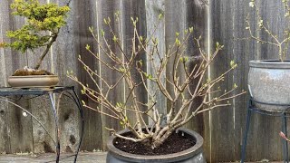 Repotting amp Light Prune For quotLittle Quick Firequot Hydrangea Paniculata  April 5 2022 [upl. by Tolland]