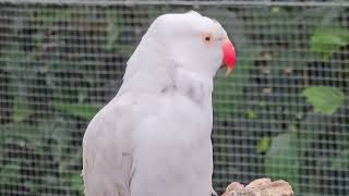 Different parrots flying around  Aviary  The Parrot Place  New Zealand  Kerikeri [upl. by Iam574]