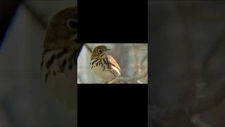 The Ovenbird Warbler The Quiet Wanderer birds birdwatching youtubeshorts music warbler [upl. by Brittain577]