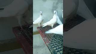 shah g pigeon club [upl. by Neelia]