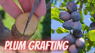 How to graft plum trees [upl. by Xylon]