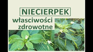 Niecierpek pospolity drobnokwiatowy gruczołowaty  właściwości zastosowanie Jak rozpoznać [upl. by Selinda]