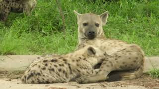 Baby Hyenas Playing and Nursing on Game Drive in Kruger National Park South Africa [upl. by Ileane]