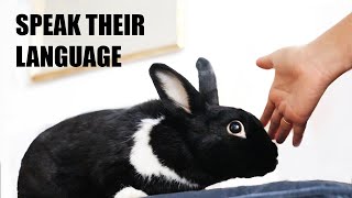 10 Ways to Tell Your Bunny You Love Them [upl. by Ainnet388]