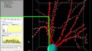 Filament Tracer Automatic Detection  Imaris Tutorial [upl. by Ynnep853]