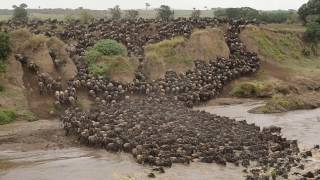 Wildebeest crossing Mara River at Entim Camp [upl. by Cullan336]