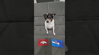 Broncos vs Seahawks nfl nflfootball nflpredictions denverbroncos seattleseahawks dog week1 [upl. by Dlonra]