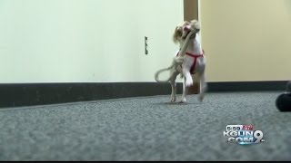 Deputy adopts abused dog brings awareness to animal cruelty [upl. by Rheinlander7]