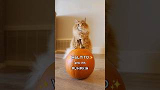 The Floof Wizard made a friend with another orange thing 🎃 cute animals cat pets cutecat cats [upl. by Ademordna500]