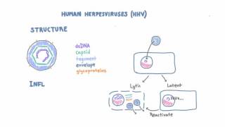 Introduction to Human Herpesviruses HHV [upl. by Bridge]