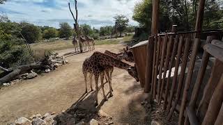 im Tierpark Berlin 1492024 [upl. by Vyse]