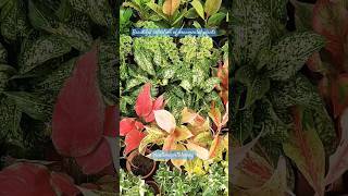 Beautiful ornamental plants collectionshotsfeed garden showplant ornamentalplants short shots [upl. by Llertal]