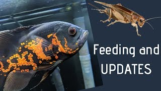 Feeding Oscar Fish Live Crickets  Channel Updates [upl. by Shirl]