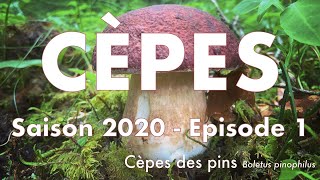 Cèpes  Boletus pinophilus  Saison 2020 • ep 01 [upl. by Gable]