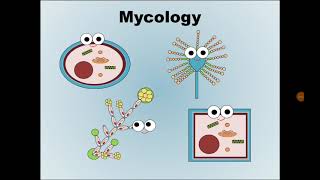 1 Mycology علم الفطريات [upl. by Nyladnor]