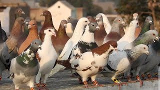 kabootar bazi  kabootar pakar houa  kabotar video  pigeons [upl. by Perice]