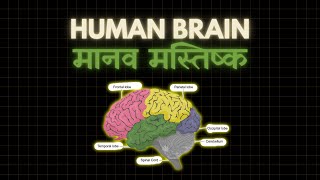 Human Brain [upl. by Palla]