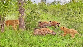 Lion Cub Surrounded by Gang of Hyenas Calls Mom for Backup [upl. by Silverts45]