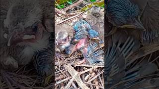 Baby cucko vs terucukan🐦🐿birds wildlife insects animals shortsvideo [upl. by Dominic]