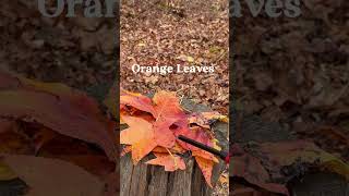 Orange you leaving orange leaf leaves fall beauty outdoors survival fire safety shorts [upl. by Liamsi]