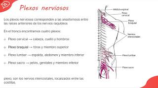 1 Inervación del Miembro Superior  INERVACION DE LOS MIEMBROS [upl. by Dasa86]