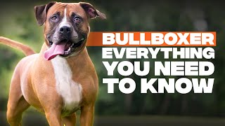 9 Things You Need to Know Before Getting A Pitbull Boxer MixBullboxer 2020 [upl. by Vizza]