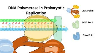 DNA Polymerase in Prokaryotes and their mechanism of action DNA Pol I DNA Pol II and DNA Pol III [upl. by Cirad474]