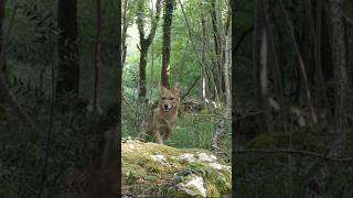 Sciacalli sul carso triestino  fototrappola trailcam animali shorts [upl. by Byler]