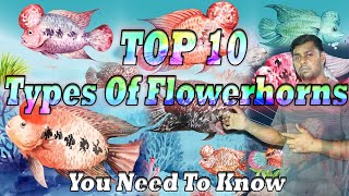 Top 10 Types of Flowerhorns You Need to Know [upl. by Neerroc]