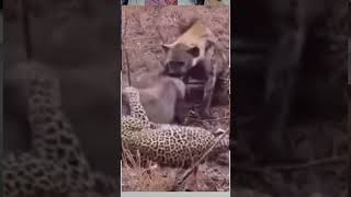 Leopard Vs Hyaena struggle for food wildlife photographer viralvideo wildlife [upl. by Esemaj]