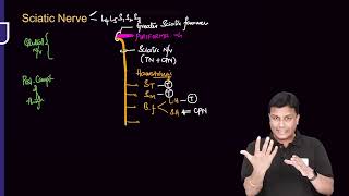 Lower Limb Anatomy RRAzam sir [upl. by Brande854]