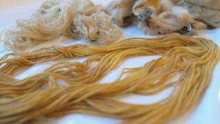 Crottle lichen wool dyeing from Highland Colours formerly Colours of Northern Ireland [upl. by Latsyrhk599]