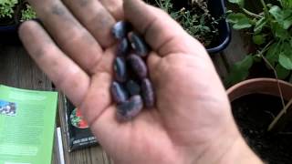 Scarlet Runner Beans  GROWS 10 TALL Ancient Beans for Cool Weather [upl. by Annayehc891]