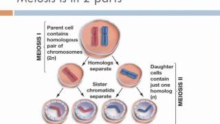 Biology 1 Lecture 13 Meiosis [upl. by Faden909]