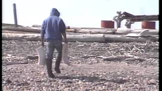 93 11 SUAANGAN Nallgugiak Whitefish Station Beluga Harvest with Billy Day [upl. by Reinaldos]