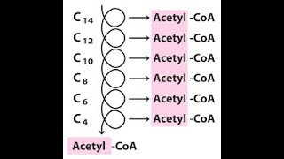 beta oxidación [upl. by Airpac]