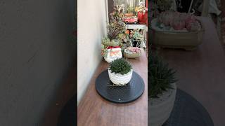 Succulent Tip Repotting Haworthia Bolusii🪴 succulents haworthia succulentsforbeginners [upl. by Gipsy]