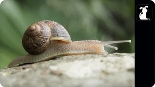 AWOLNATION  Sail Parody  ASHELLNATION  Snail Petody [upl. by Hacissej227]