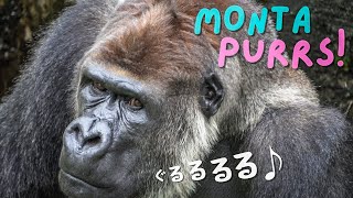 A silverback gorilla expresses his feeling｜ other primates｜CHIBA ZOO｜ゴリラの感情表現（喉鳴らし♪）｜霊長類他｜千葉市動物公園 [upl. by Ohnuj]