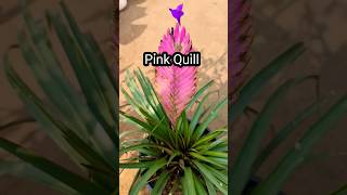 अनोखा खूबसूरत पौधा Pink Quill Tillandsia Cyanea Plant Care  Priya Gardenhub shorts tillandsia [upl. by Cud]