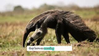 A solitary animal the giant anteater are different and amazing animals [upl. by Idahs543]