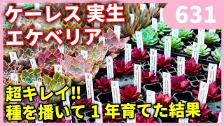 【希少‼】種から育てたケーレスのエケベリア 一挙公開‼ ｂｙ園芸チャンネル 631 園芸 ガーデニング 初心者 [upl. by Eiuqnimod]