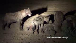 alpha female hyena gets away with elephant trunk night footage [upl. by Avis]